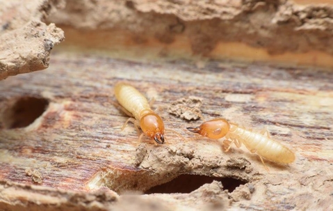 two termites on wood