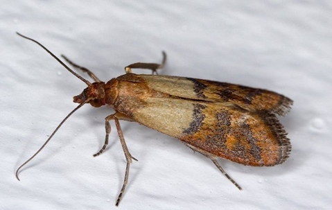 close up of indian meal moth