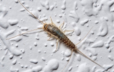 Silverfish in house.
