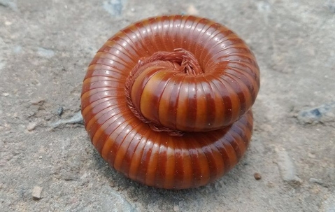 millipede