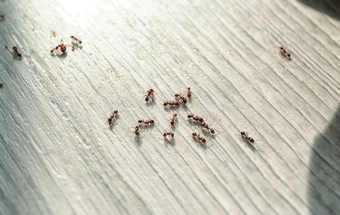 ants on a kitchen floor