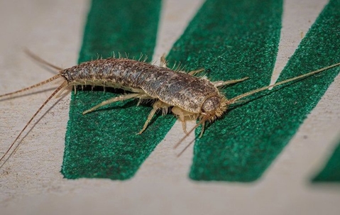 Silverfish on a painted double
