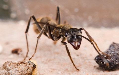Black ant up close