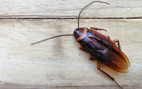 Cockroach