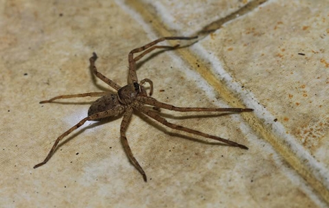 Common mistakes attracting spiders