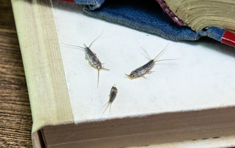 three silverfish on book