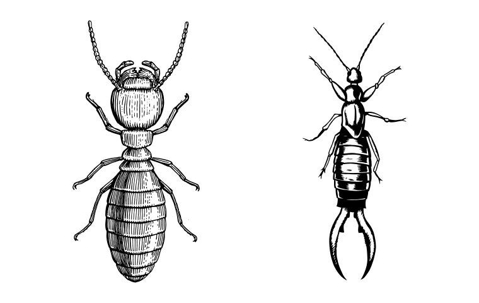 earwigs vs termites
