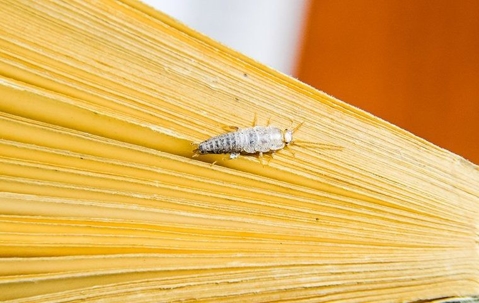 Silverfish on the pages of a book