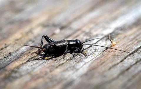 black cricket on wood porch