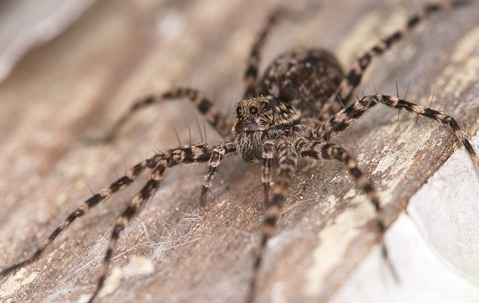 Spider