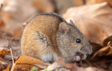 House mouse crawling in leaves.