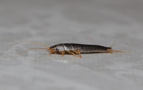 close up of silverfish