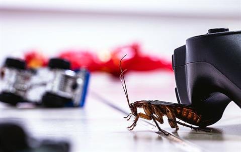 wandering cockroach
