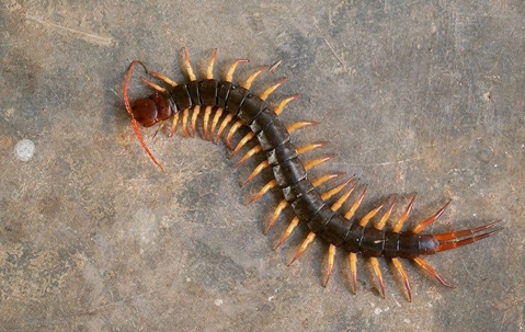 Centipede on a basement floor