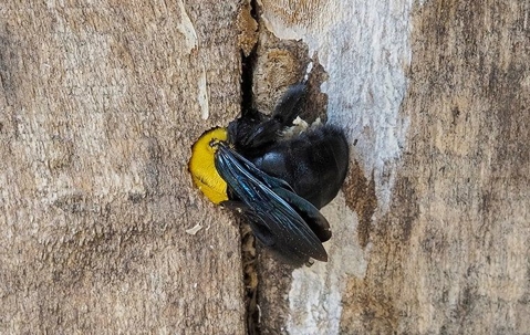 a carpenter bee on a wooden fence