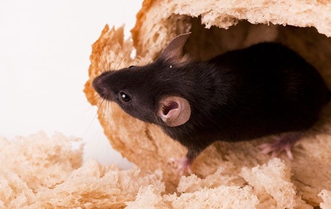 rodent