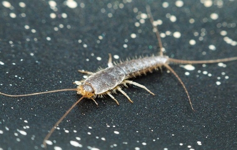 Silverfish