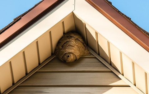 Stinging insect nest in the peak of a roof