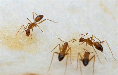 ants