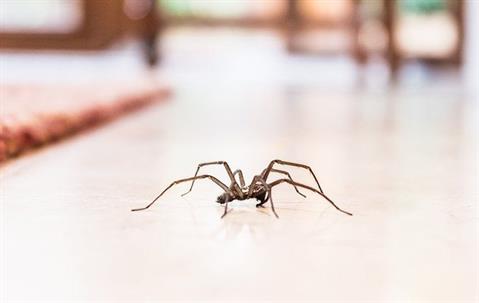 a house spider crawling in a home