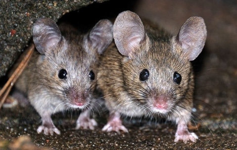 Rodents