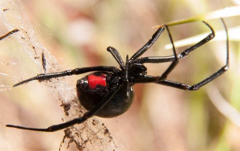 Spider