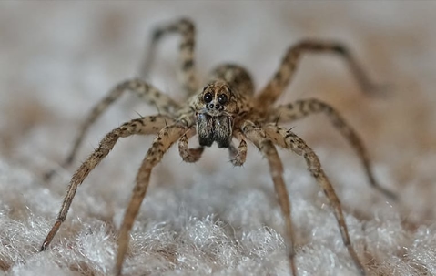 Wolf Spider on a living room carpet.