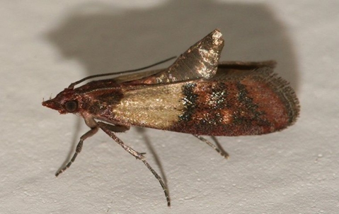 Indian meal moth crawling in a pantry