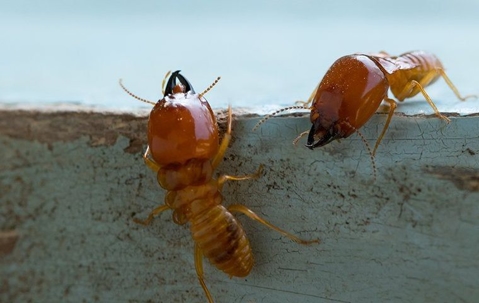 two termites