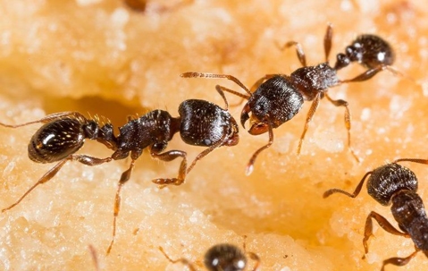 Close up picture of ants