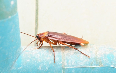cockroach