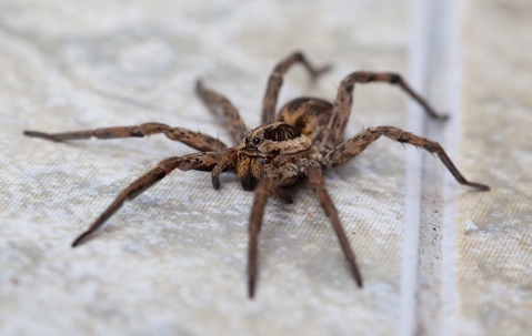 wolf spider crawling inside house