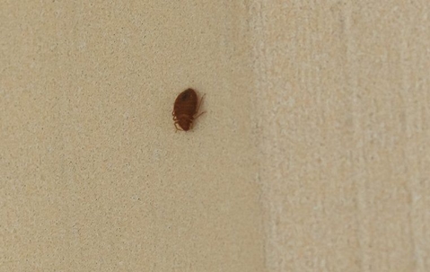 Bed bug on a dingy curtain