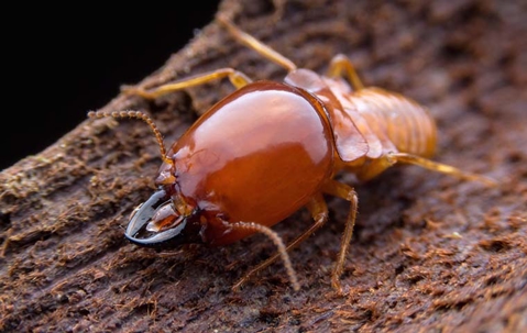 Termite