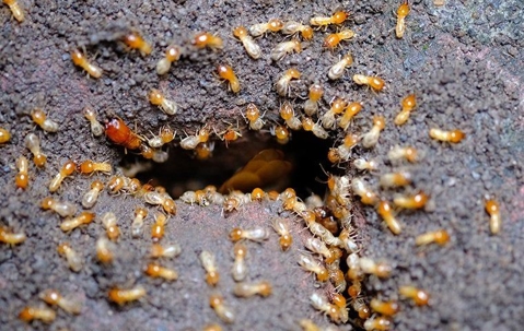 termites infestation