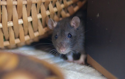 A rat in a kitchen pantry