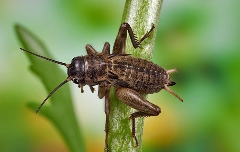 cricket jumping on plants