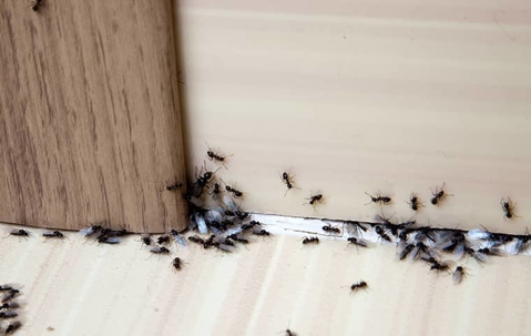ant infestation