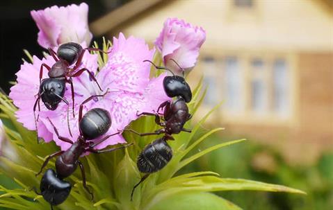 carpenter ants on flower