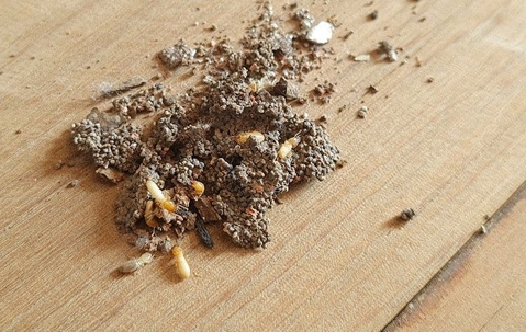 termite damage