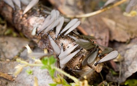 termite swarmers on a log