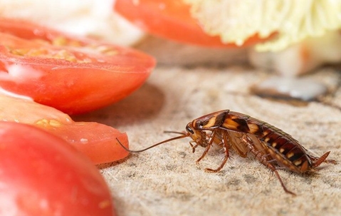 Cockroach