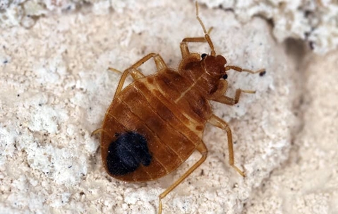bed bug in baton rouge