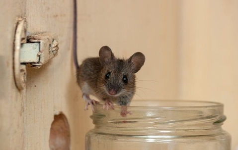 Mouse in the cupboard