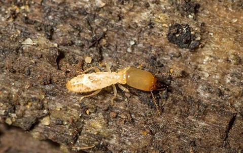 Lonely termite on rotten wood