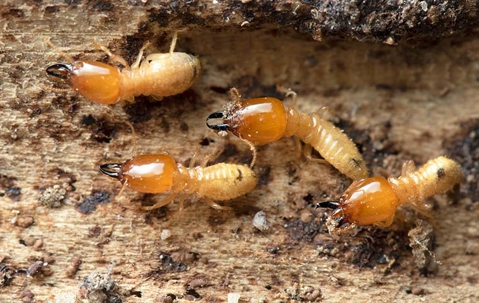 Termites on untreated wood.