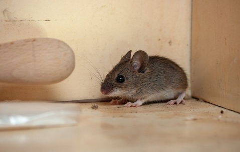 House mouse in kitchen cupboard