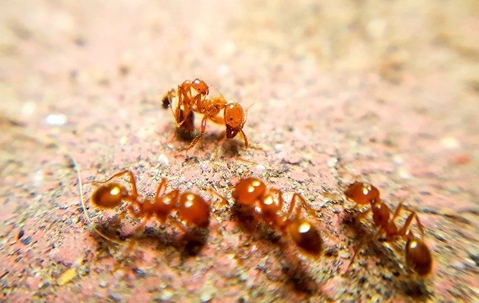 group of fire ants on ground