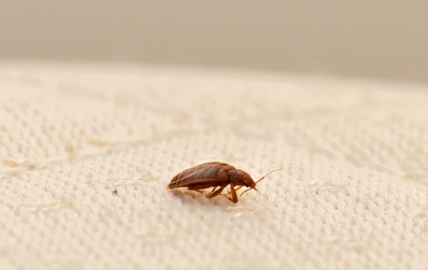 Bed bug crawling on a mattress.