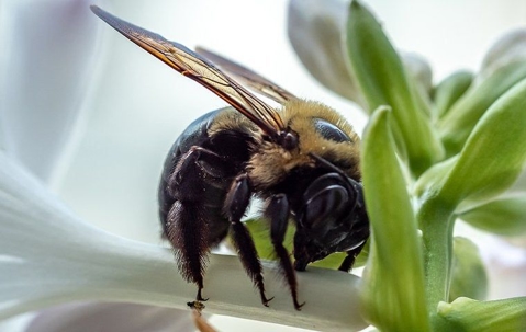 Carpenter bee